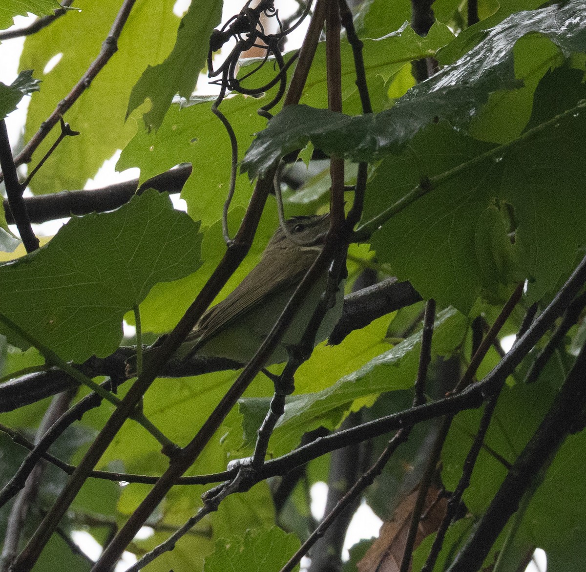 Red-eyed Vireo - ML636288314