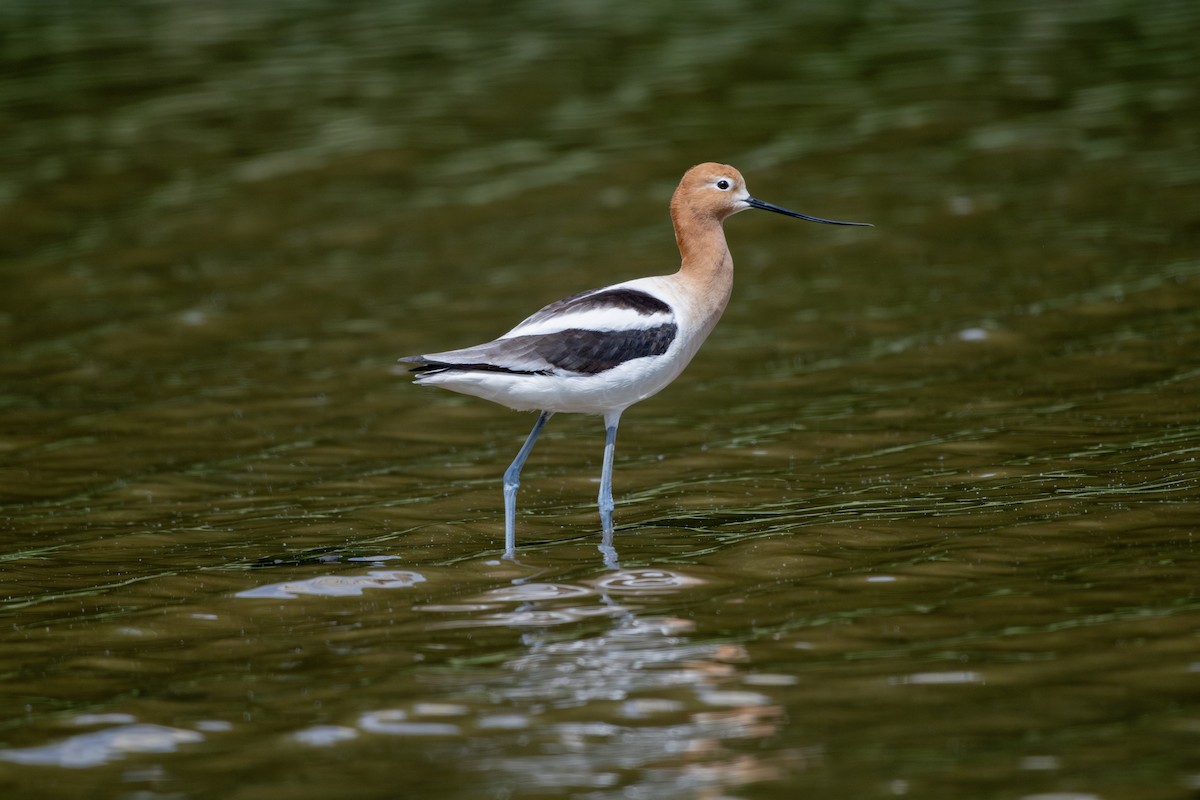 American Avocet - ML636288328