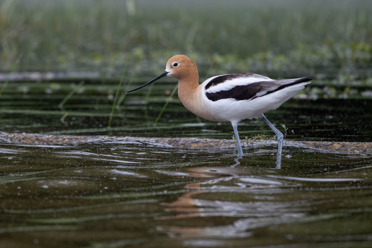 American Avocet - ML636288334