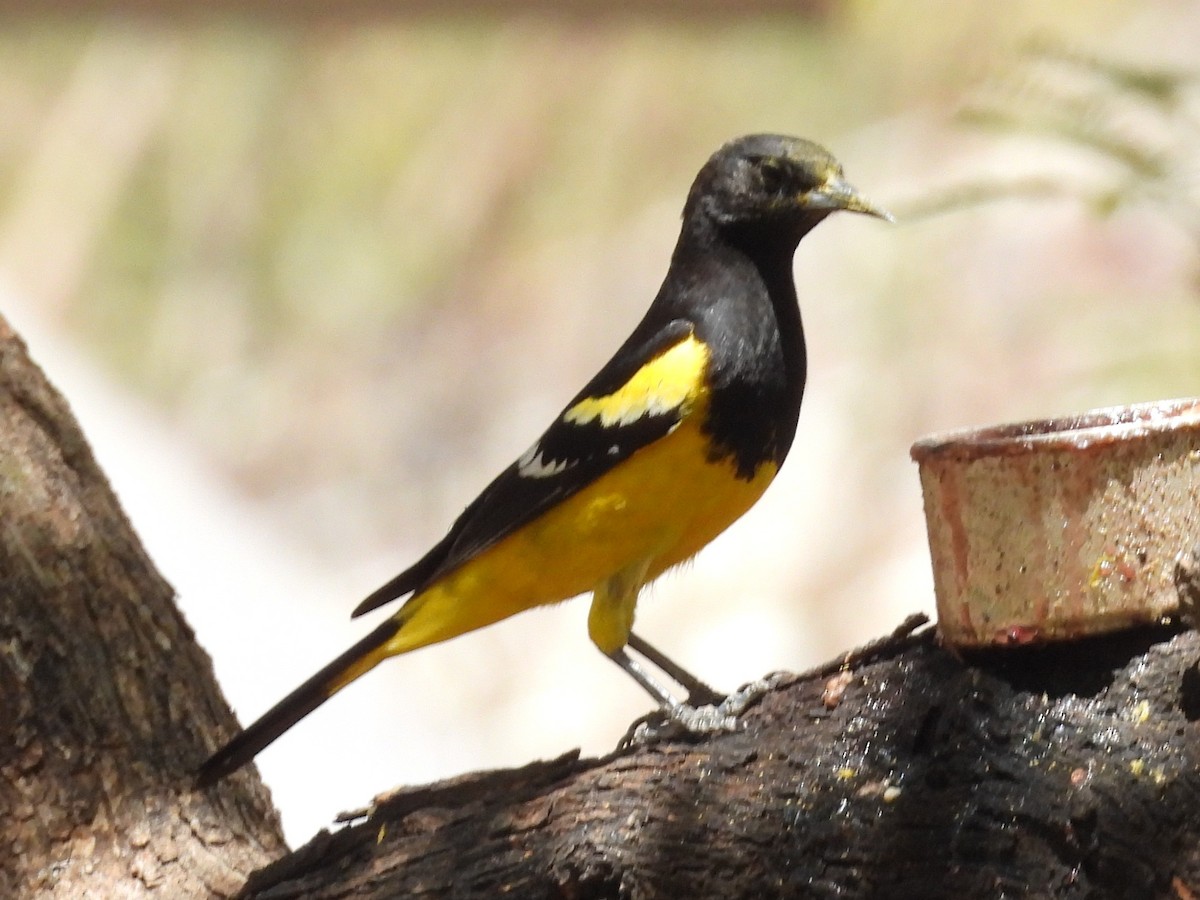 Scott's Oriole - ML636288359