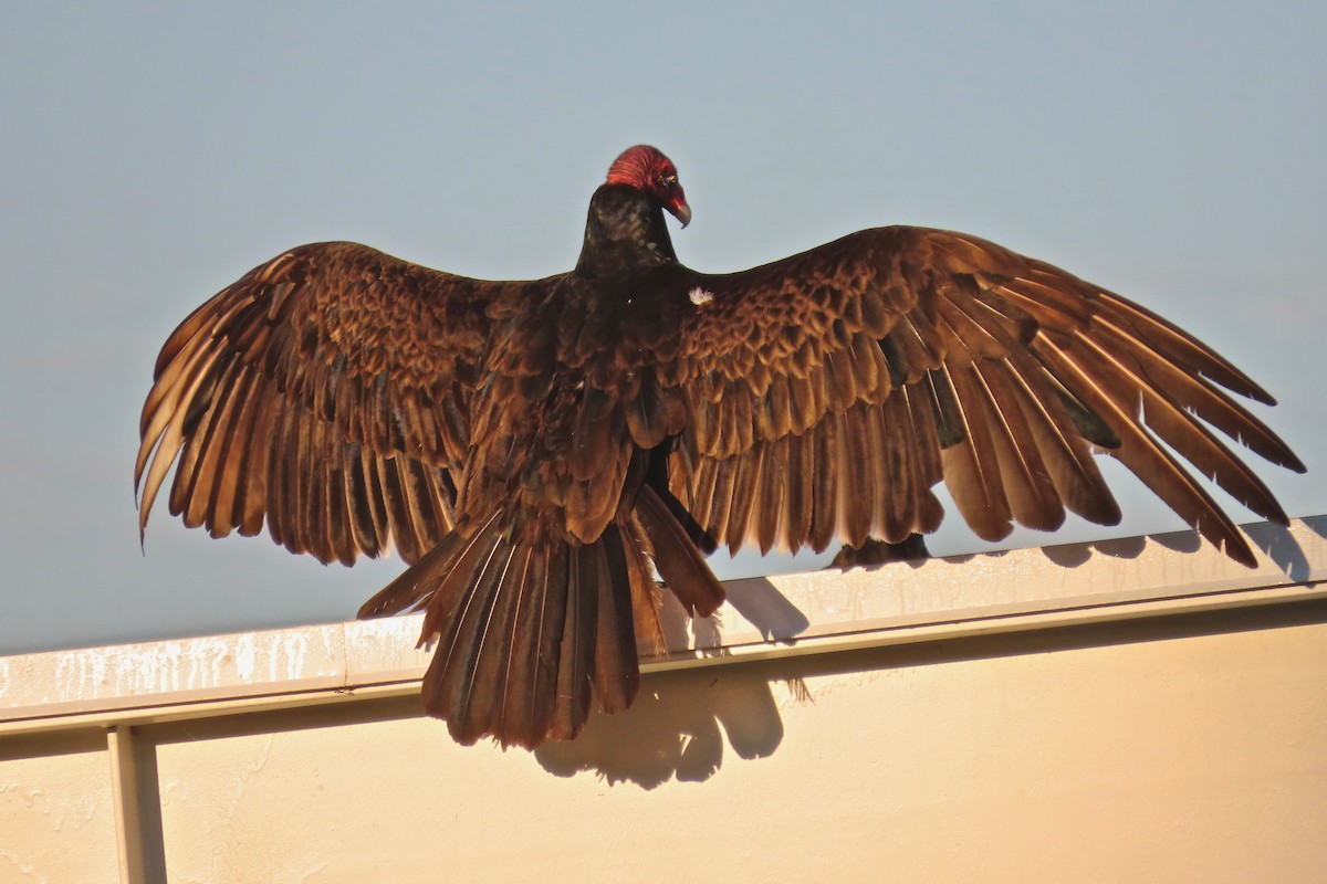 Turkey Vulture - Terry Swope