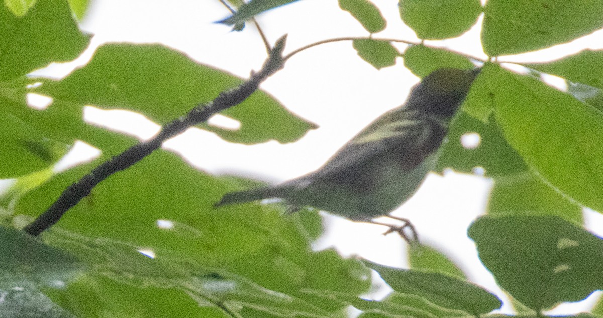Chestnut-sided Warbler - ML636288388