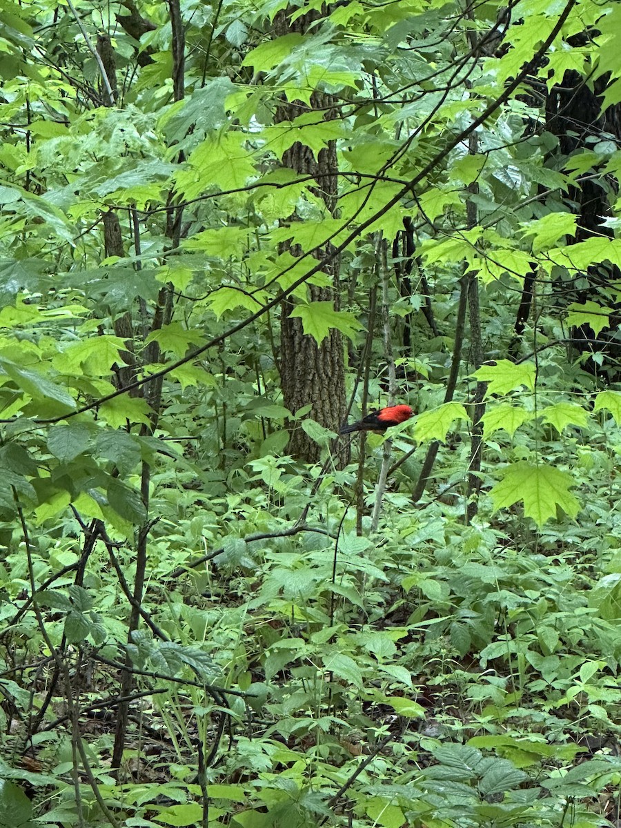 Piranga écarlate - ML636288391