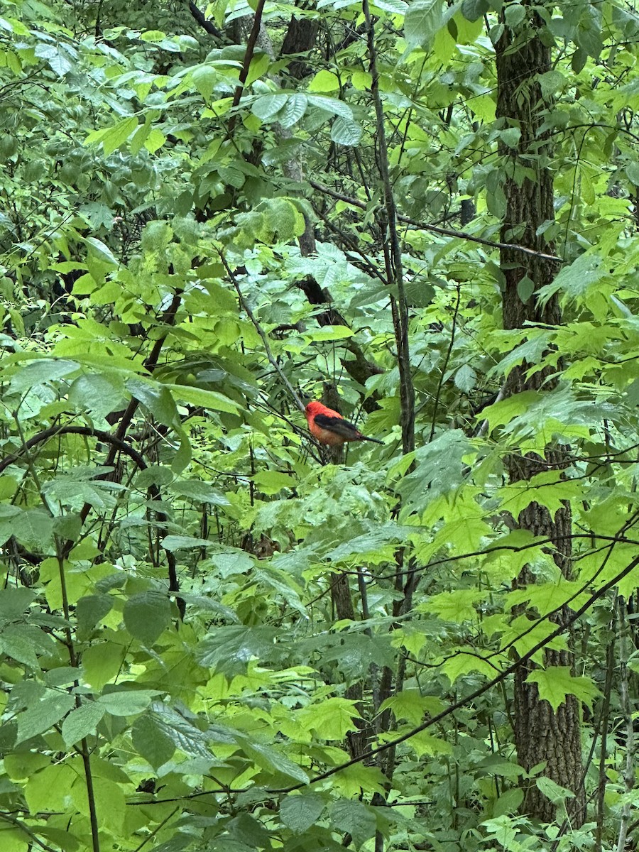 Piranga écarlate - ML636288392