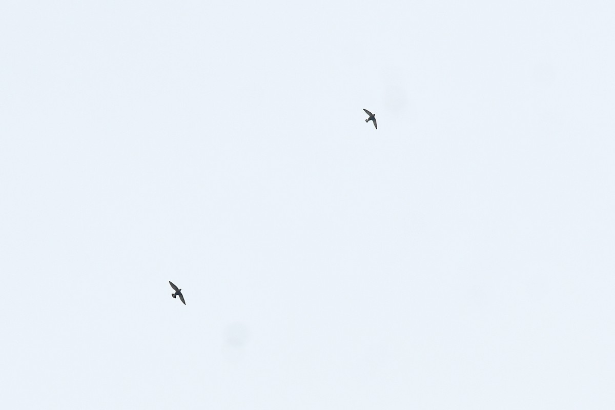 Silver-backed Needletail - ML636288406