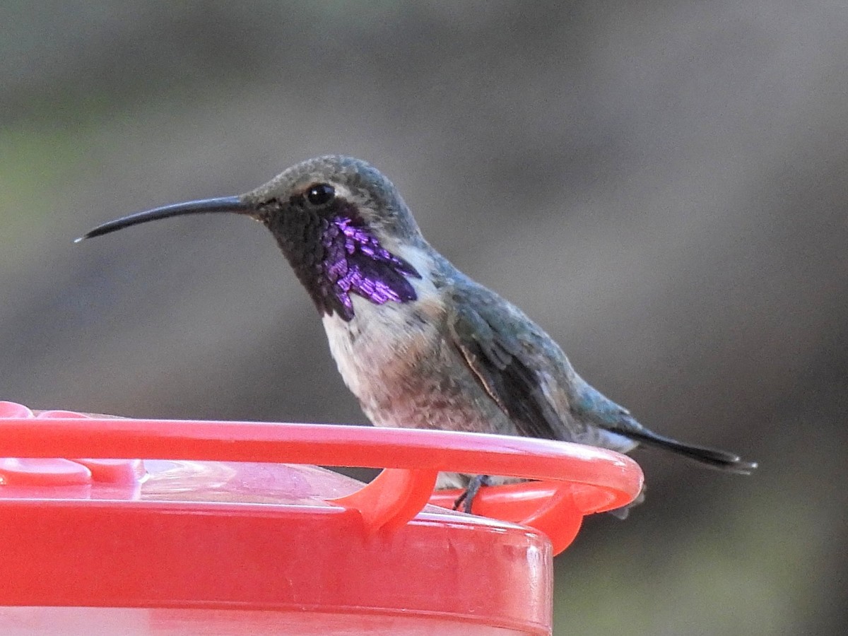 Lucifer Hummingbird - ML636288411