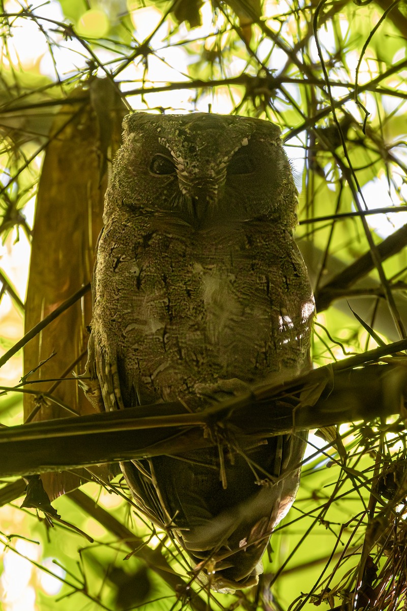 Madagascar Scops-Owl - ML636288430