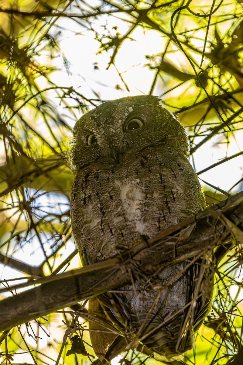 Madagascar Scops-Owl - ML636288431