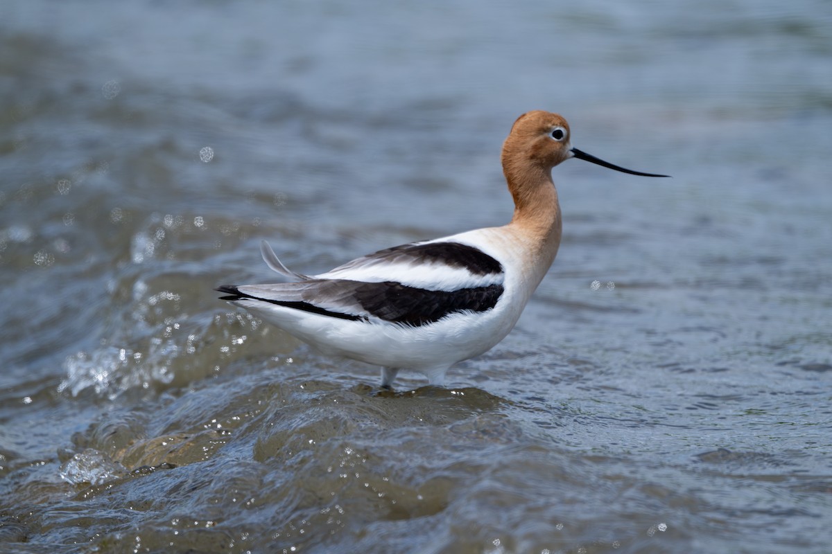 American Avocet - ML636288447