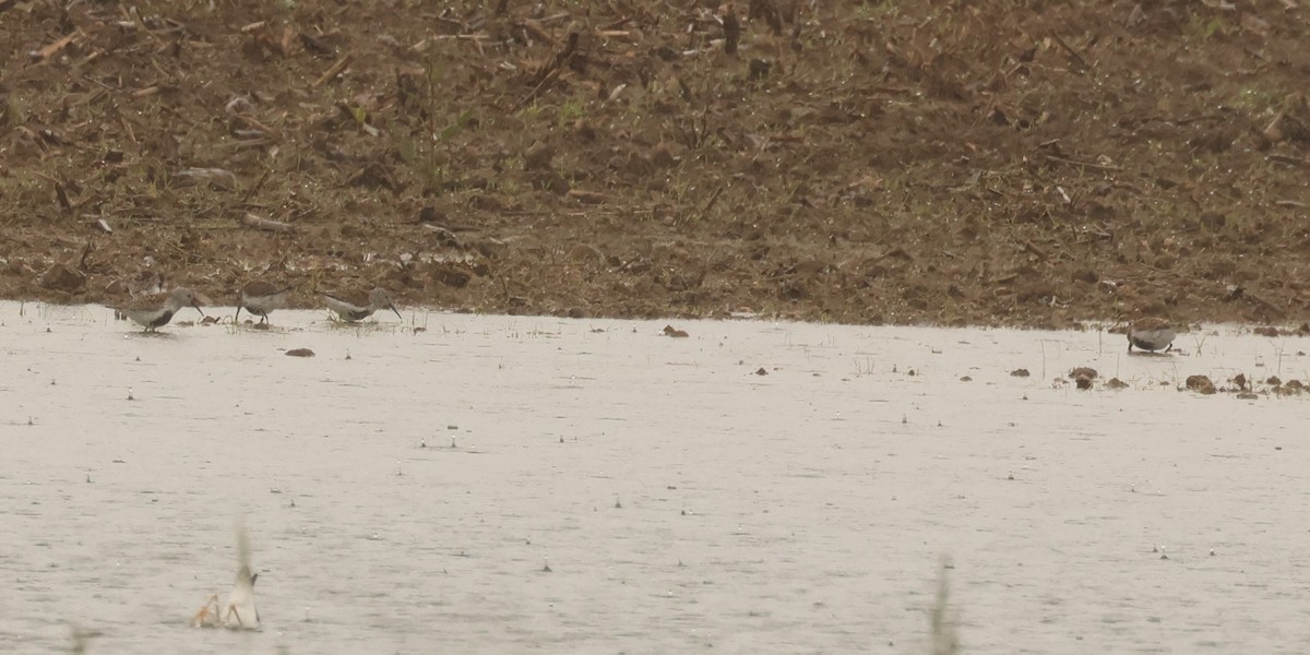 Dunlin - ML636288461