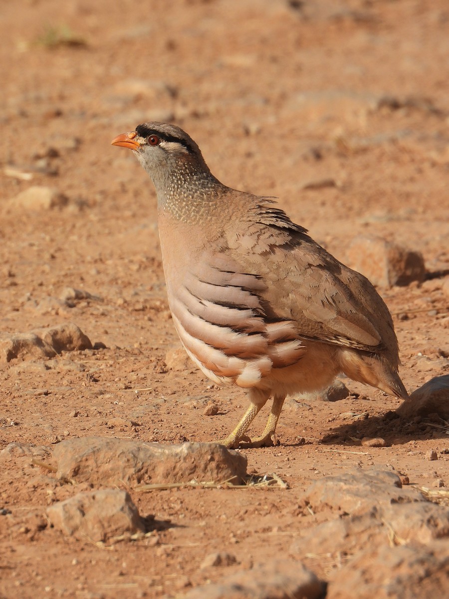 See-see Partridge - ML636288464
