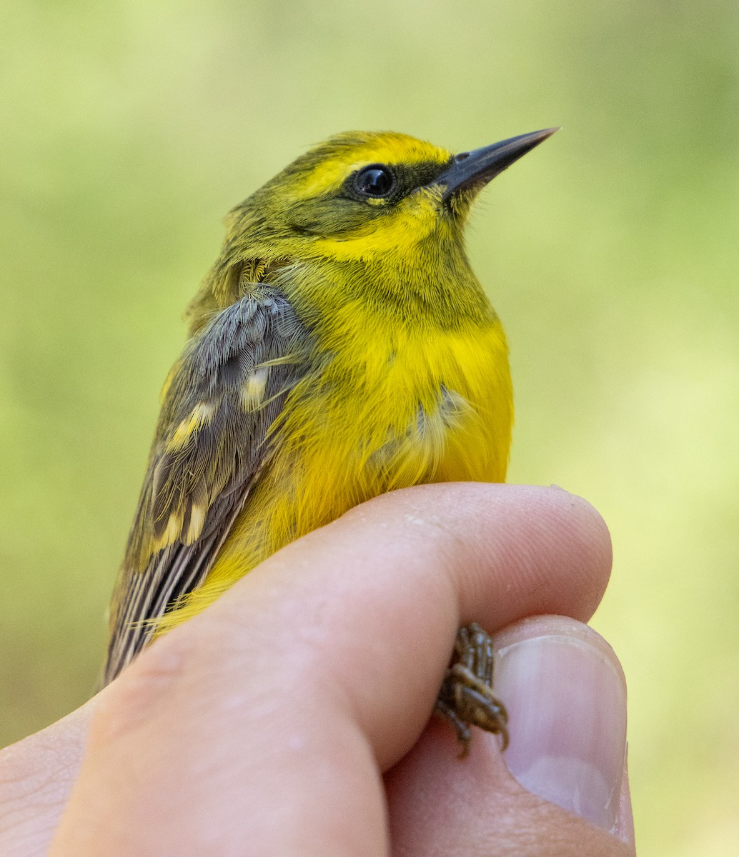 Lawrence's Warbler (hybrid) - ML636288484