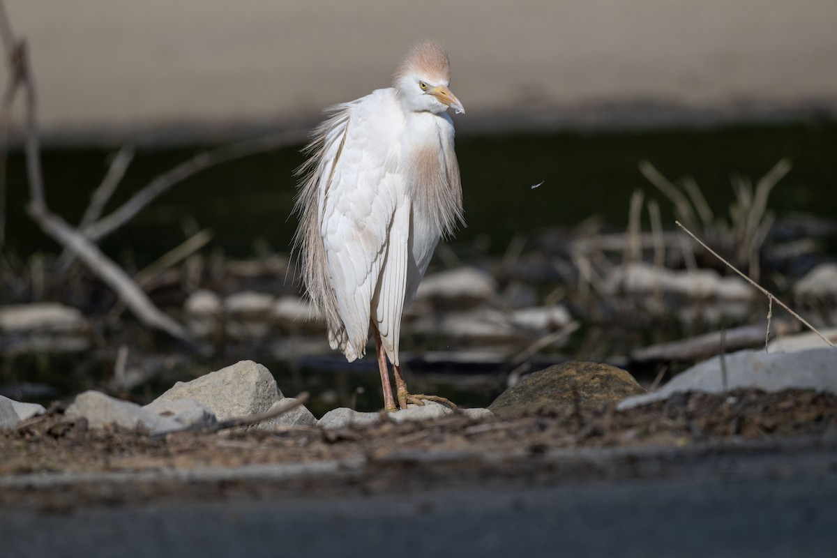 Western Cattle-Egret - ML636288527