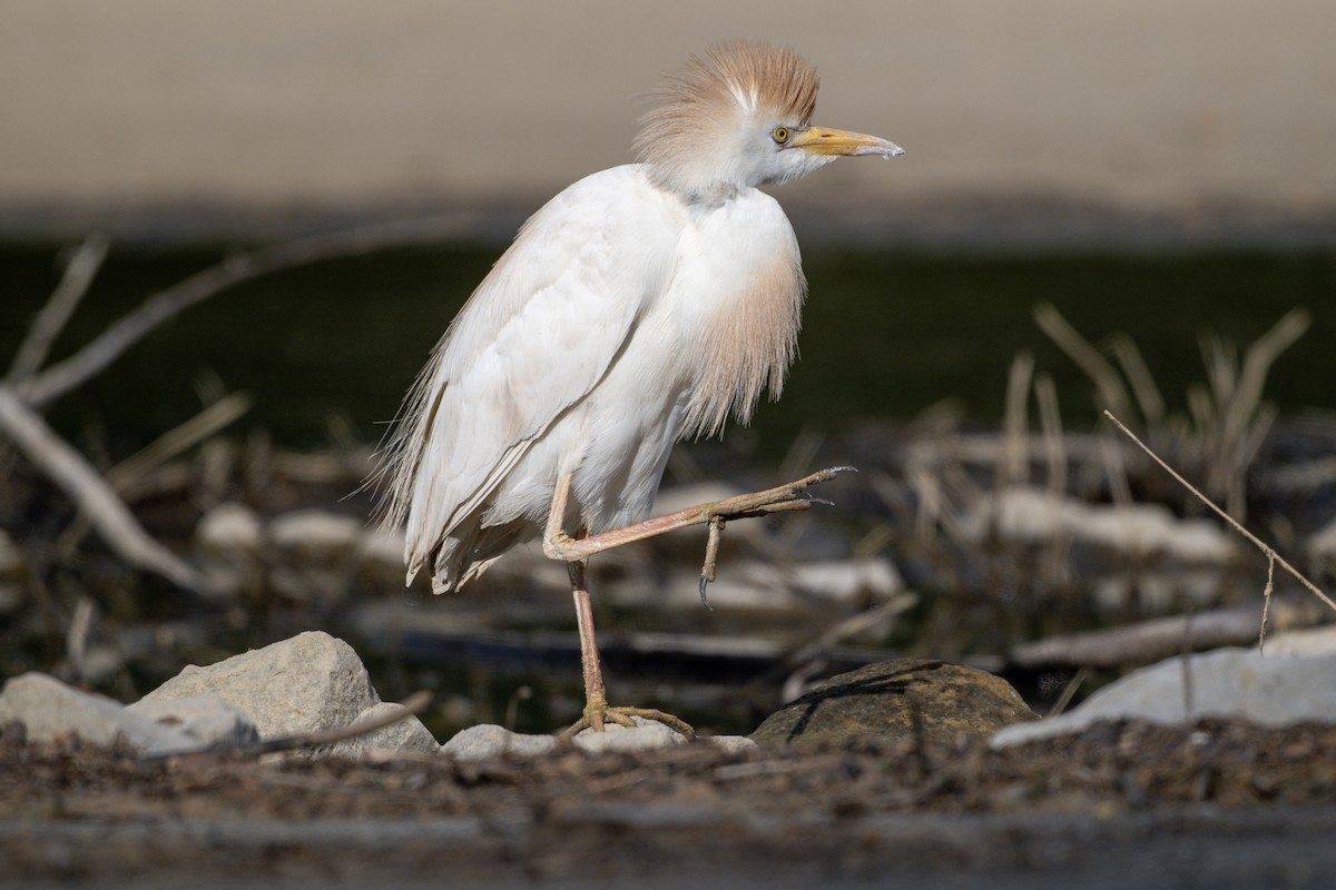 Western Cattle-Egret - ML636288528