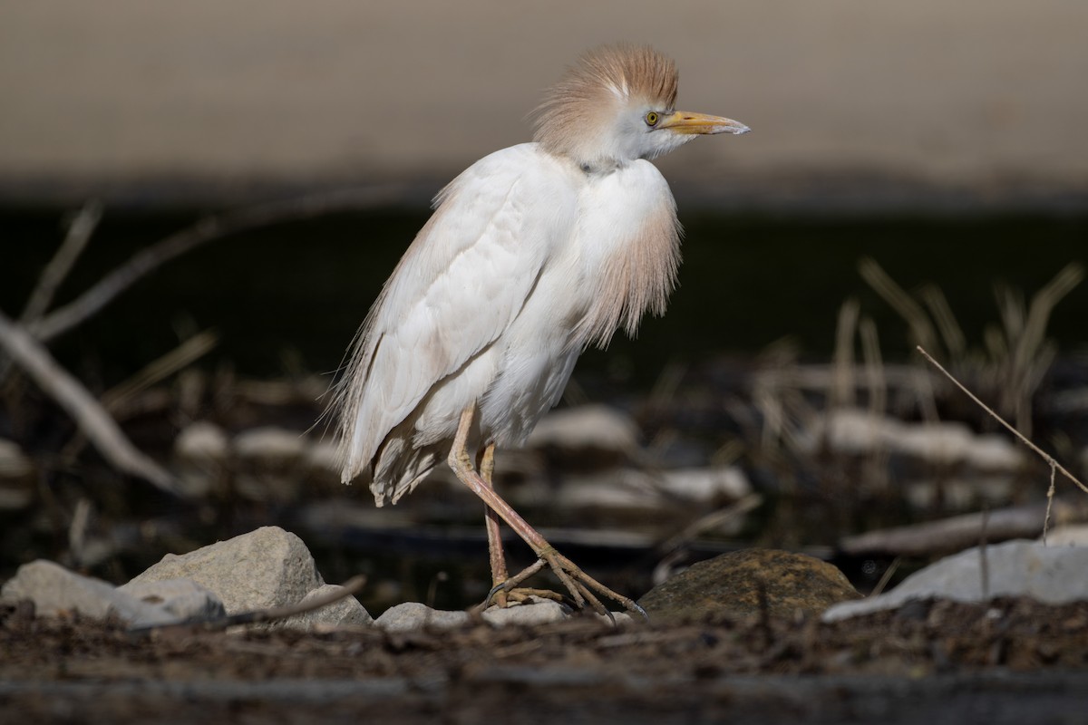 Western Cattle-Egret - ML636288531