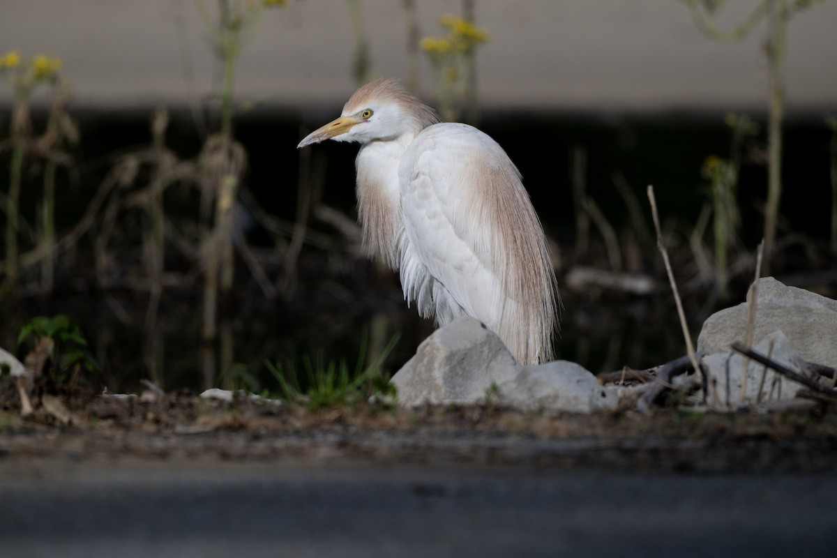 Western Cattle-Egret - ML636288535