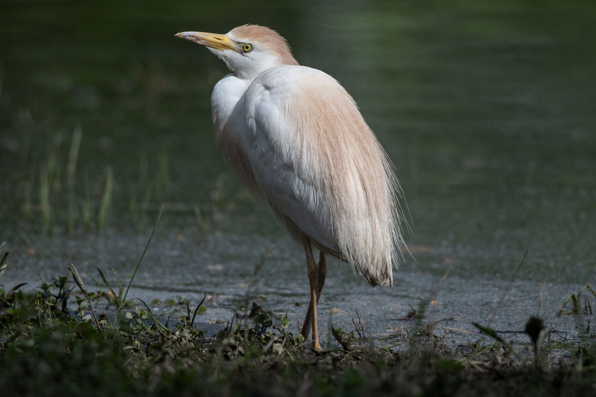 Western Cattle-Egret - ML636288540