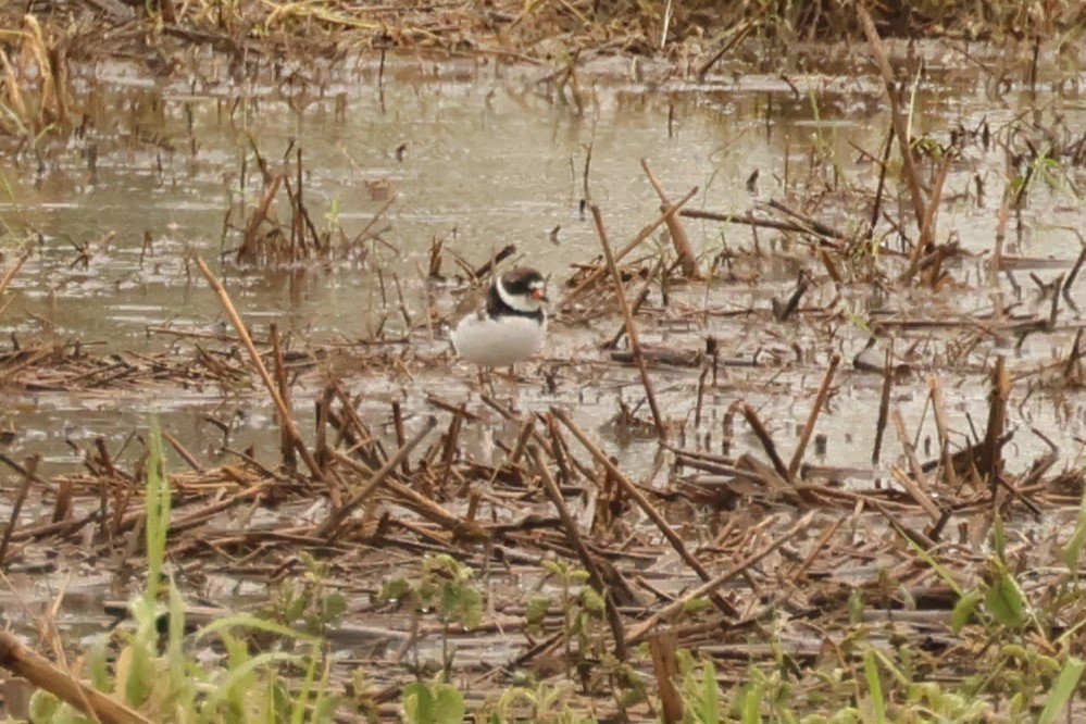 Semipalmated Plover - ML636288582