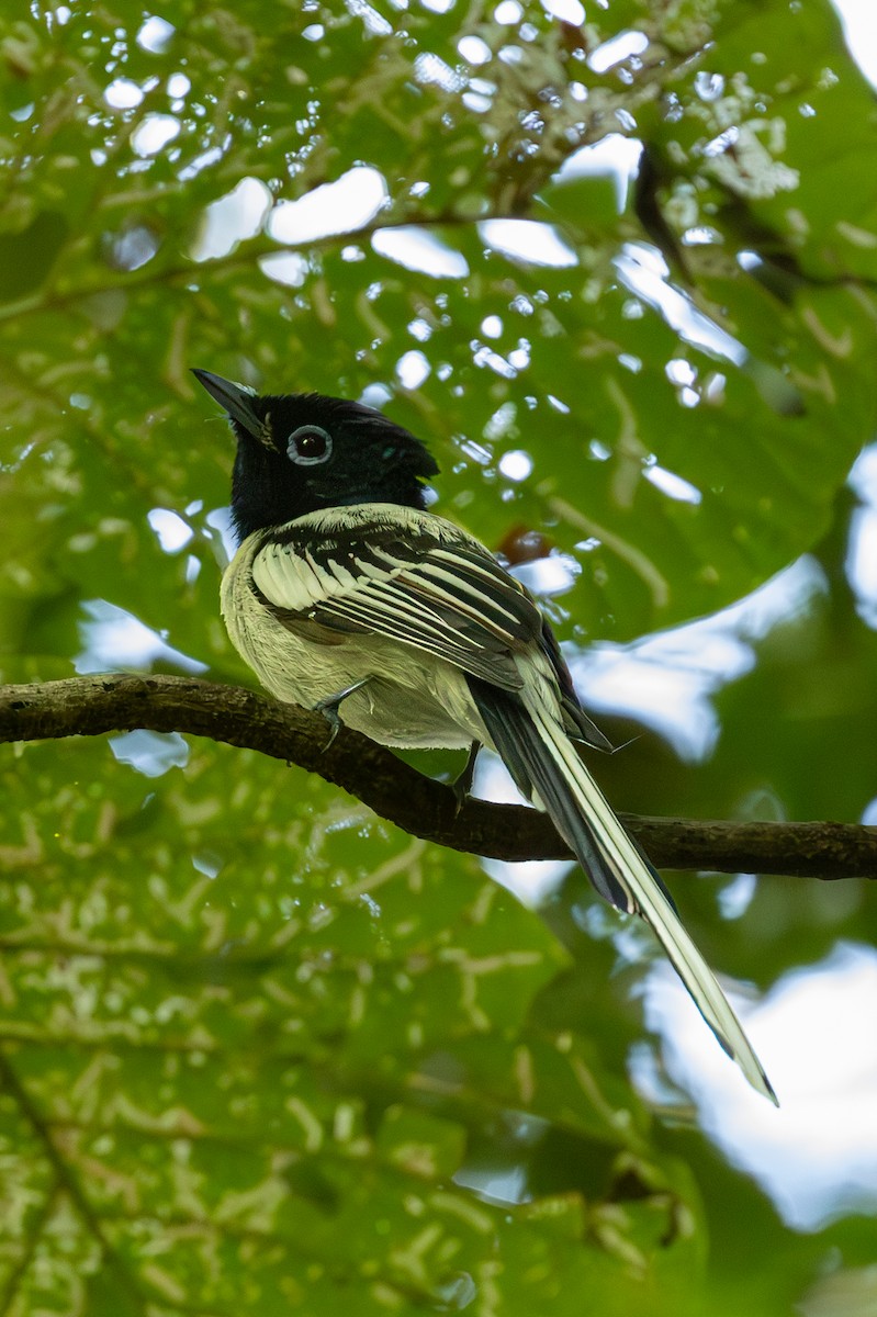 Malagasy Paradise-Flycatcher - ML636288687