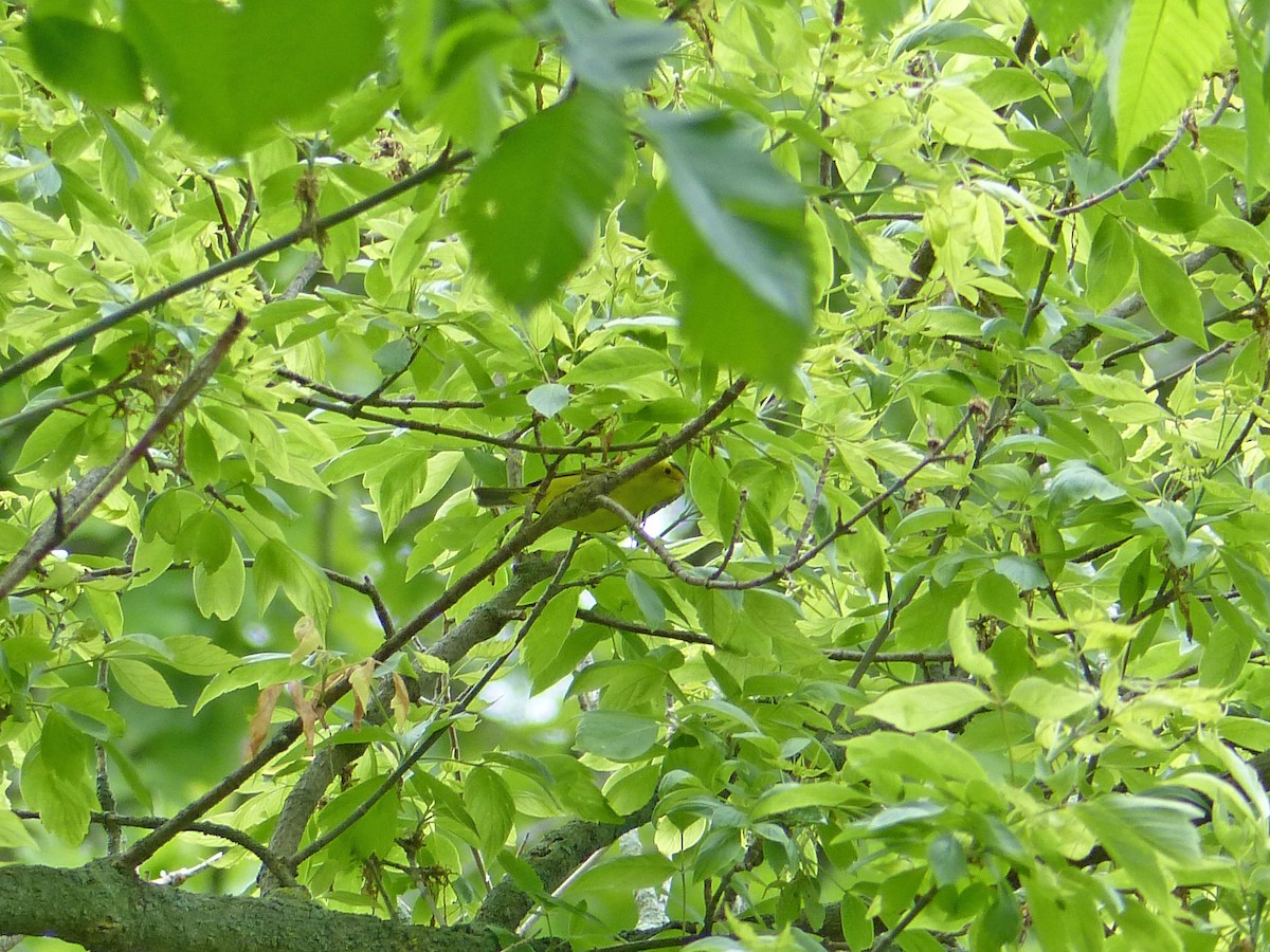 Wilson's Warbler - ML636288753