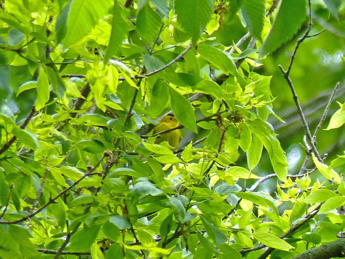Wilson's Warbler - ML636288754