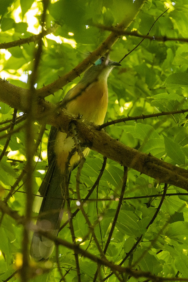 Crested Coua - ML636288806