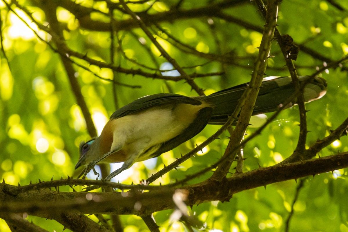 Crested Coua - ML636288807