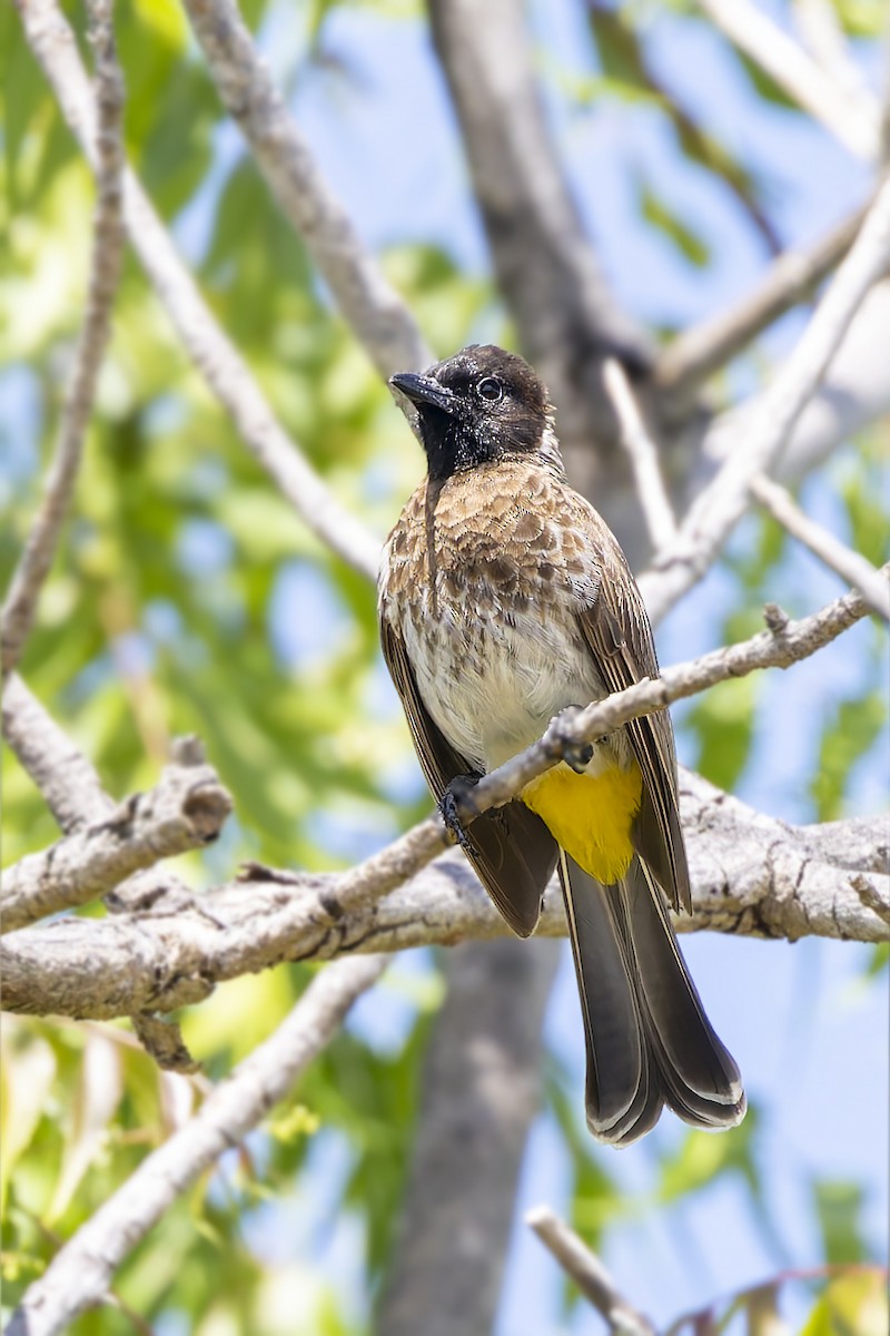 Common Bulbul (Dodson's) - ML636288859