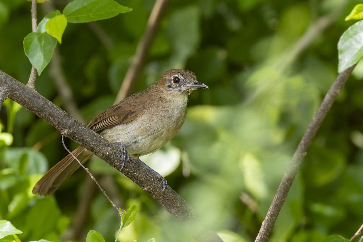 Terrestrial Brownbul - Bradley Hacker 🦜