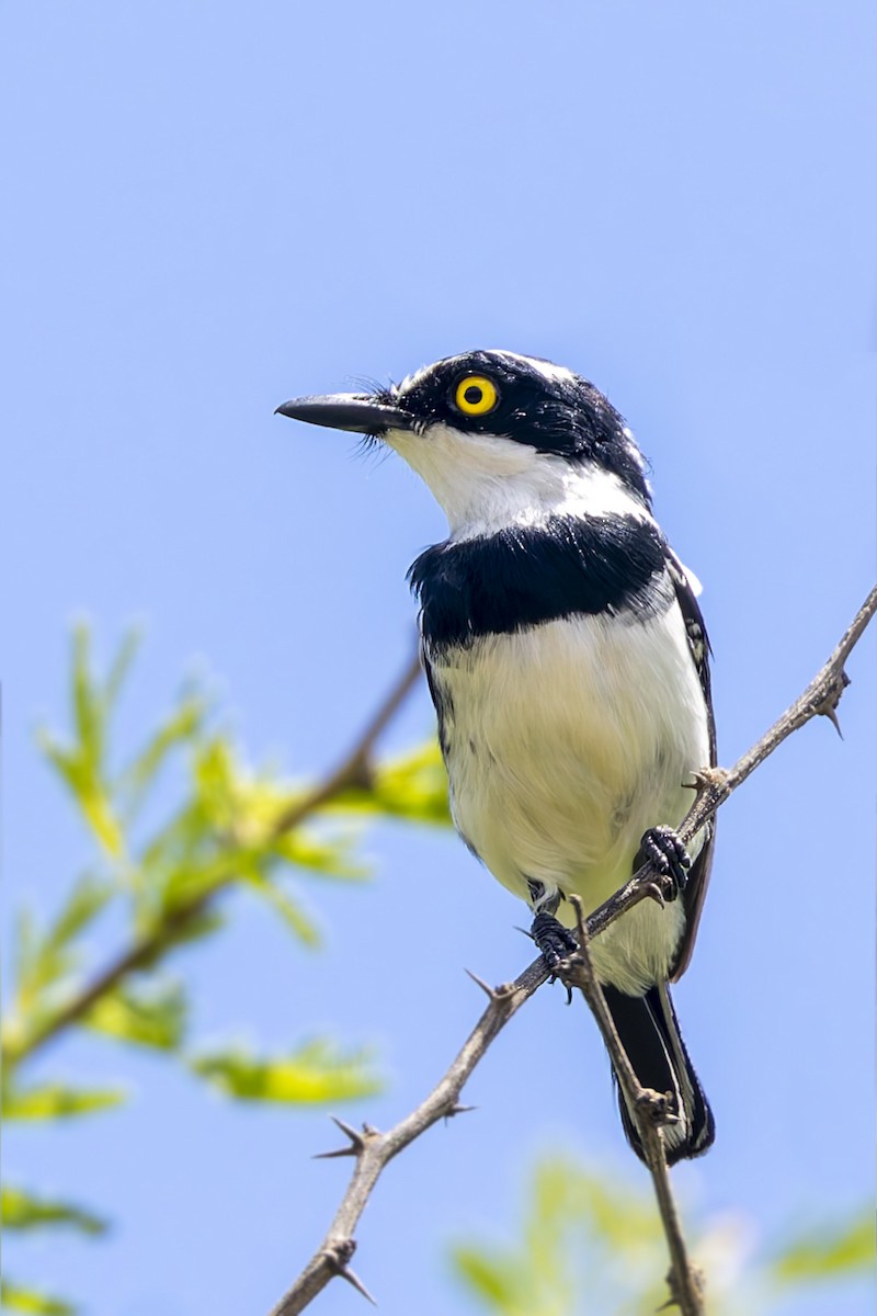 Eastern Black-headed Batis - ML636288880