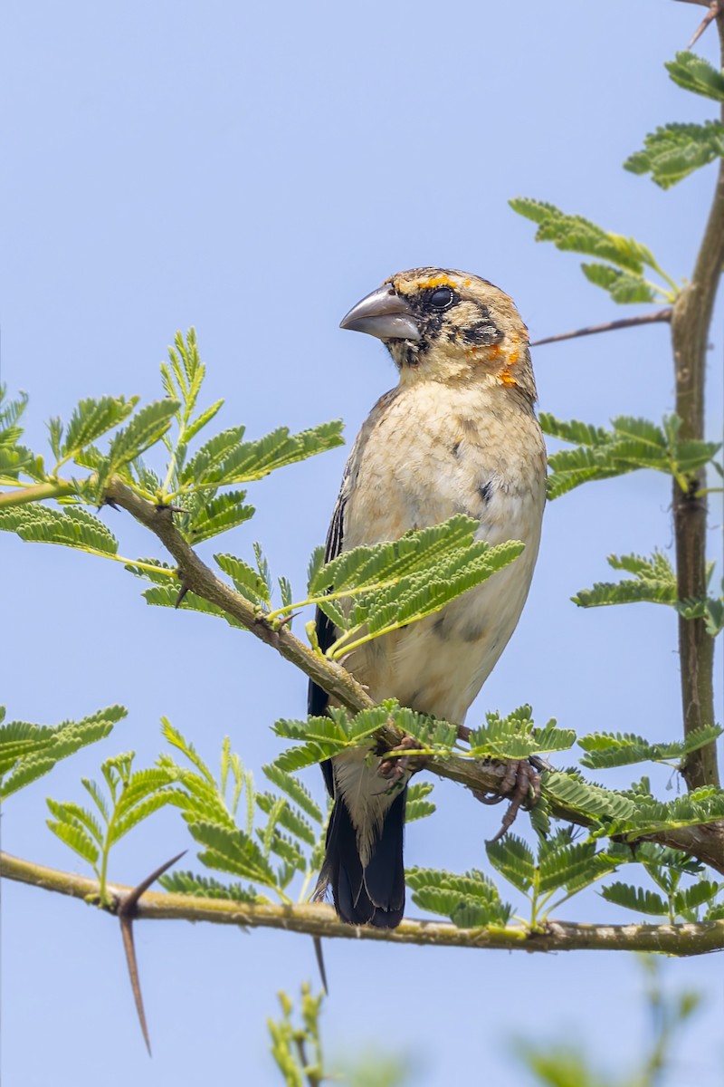Black-winged Bishop - ML636288891