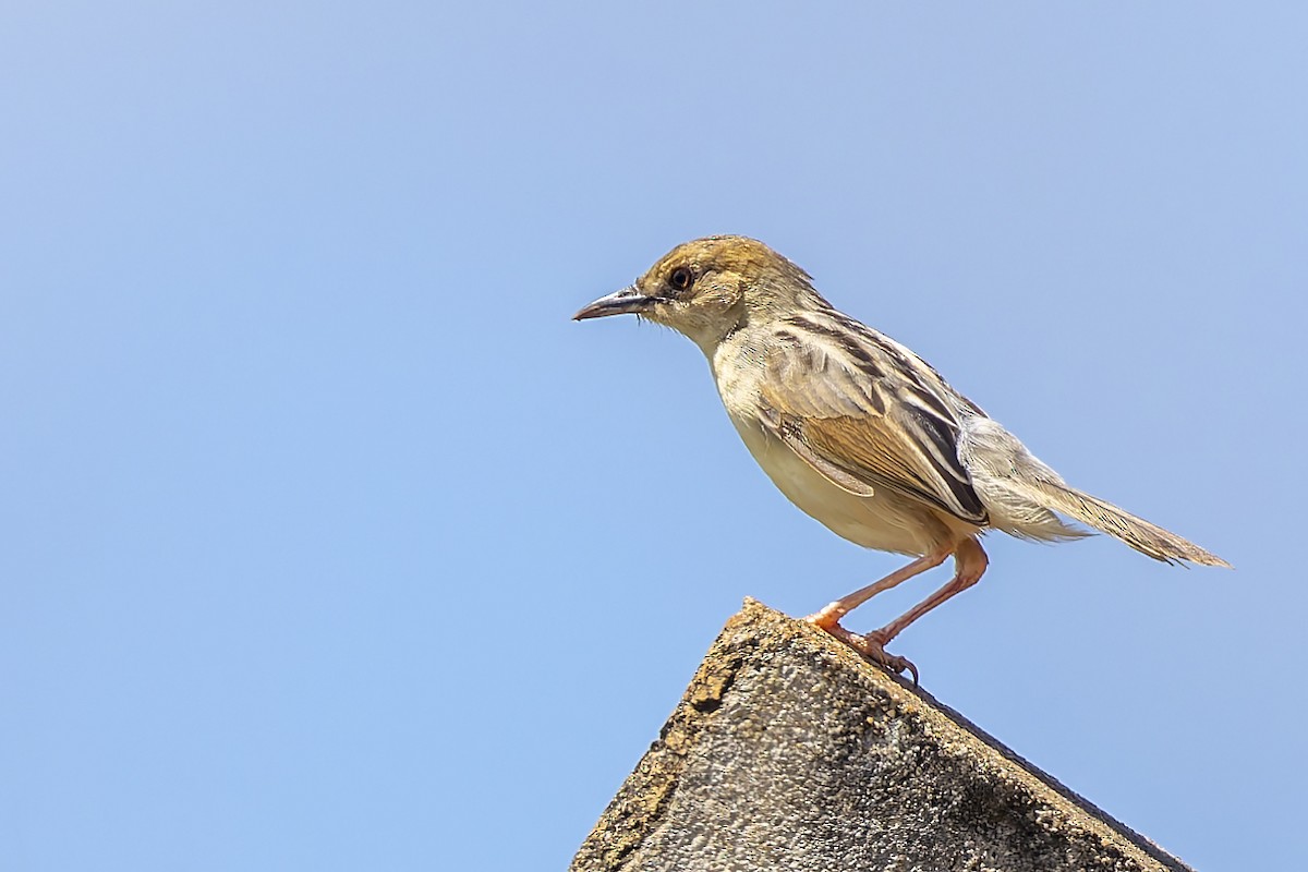 Coastal Cisticola - ML636288894