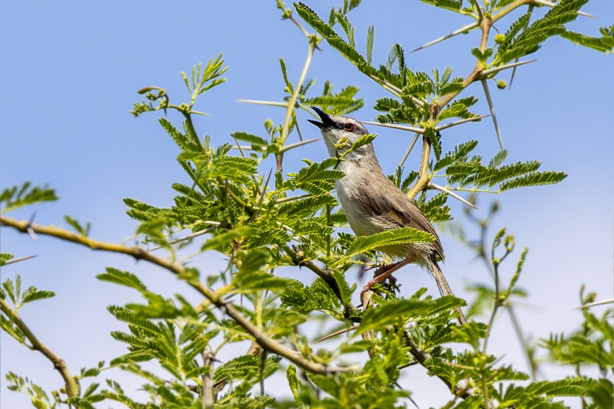 Tawny-flanked Prinia - ML636288907