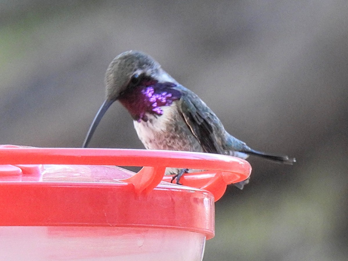 Lucifer Hummingbird - ML636288928