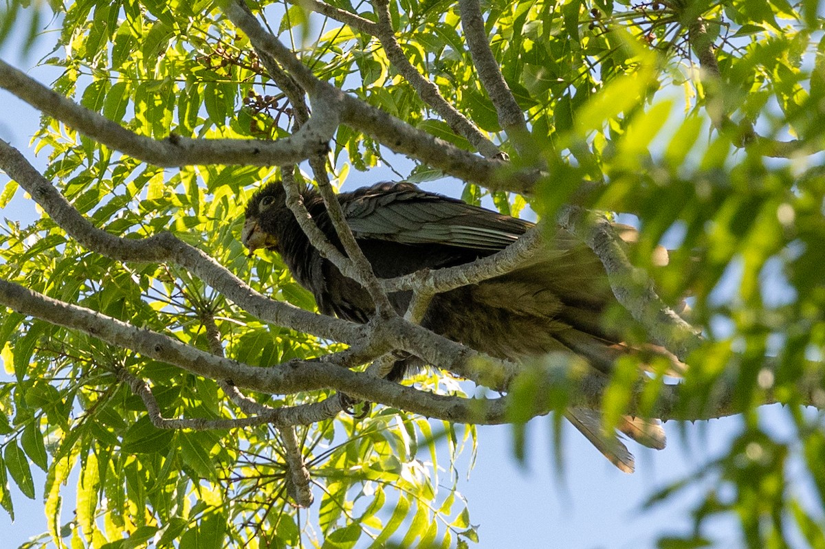 Greater Vasa Parrot - ML636288932