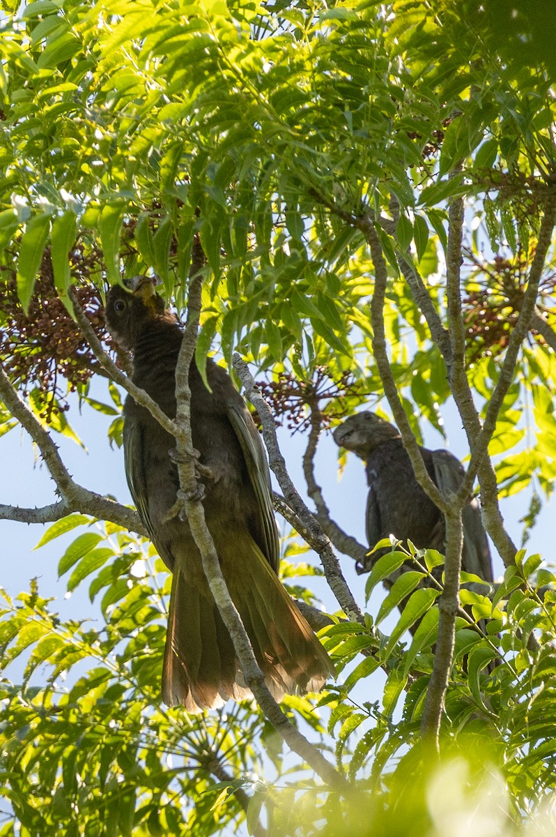 Greater Vasa Parrot - ML636288933