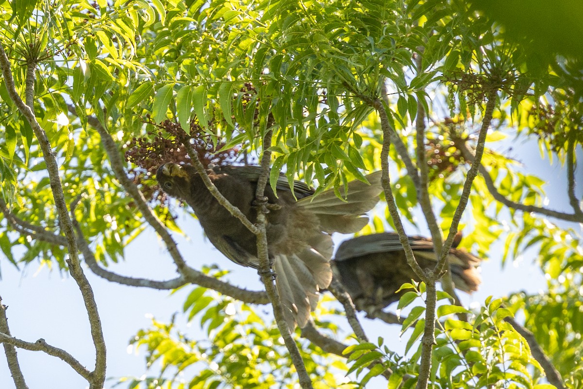 Greater Vasa Parrot - ML636288934