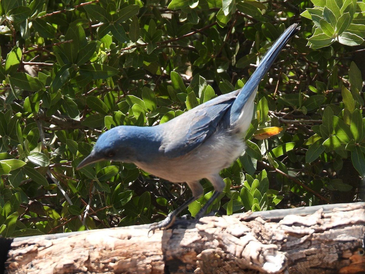 Mexican Jay - ML636288938