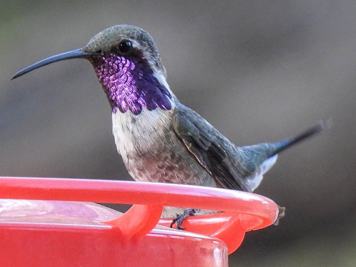 Lucifer Hummingbird - ML636288987