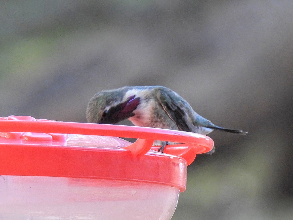 Lucifer Hummingbird - ML636289024