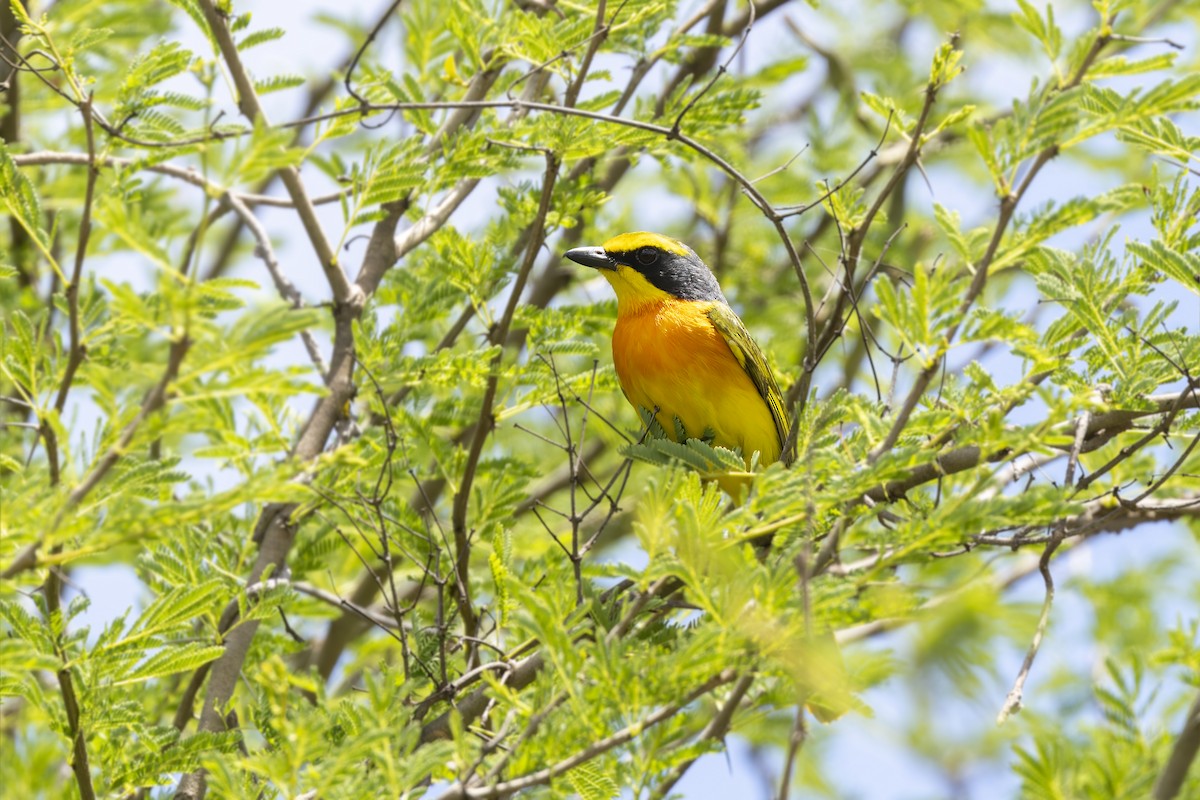 Sulphur-breasted Bushshrike - ML636289037