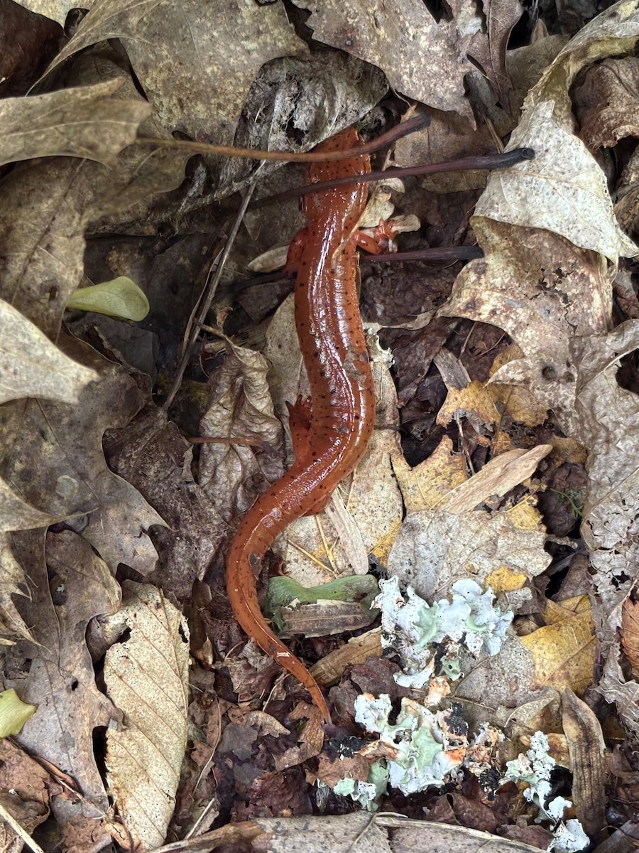 Red Salamander - ML636289068