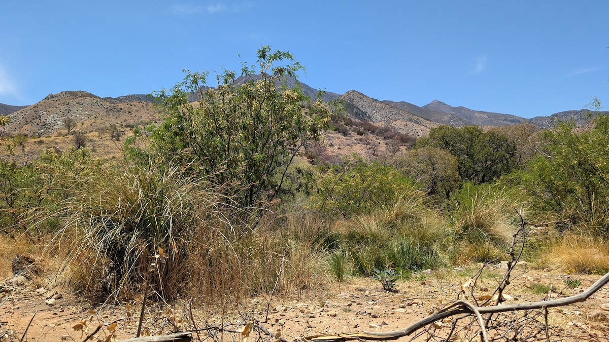 null - ML636289168