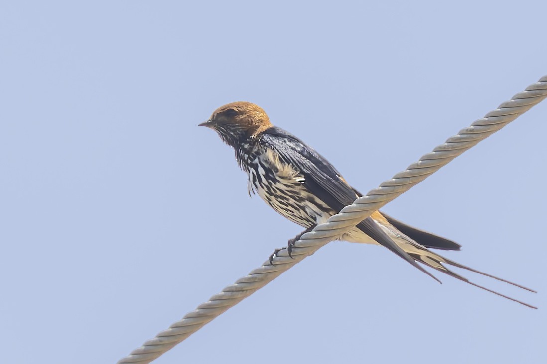 Lesser Striped Swallow - ML636289177