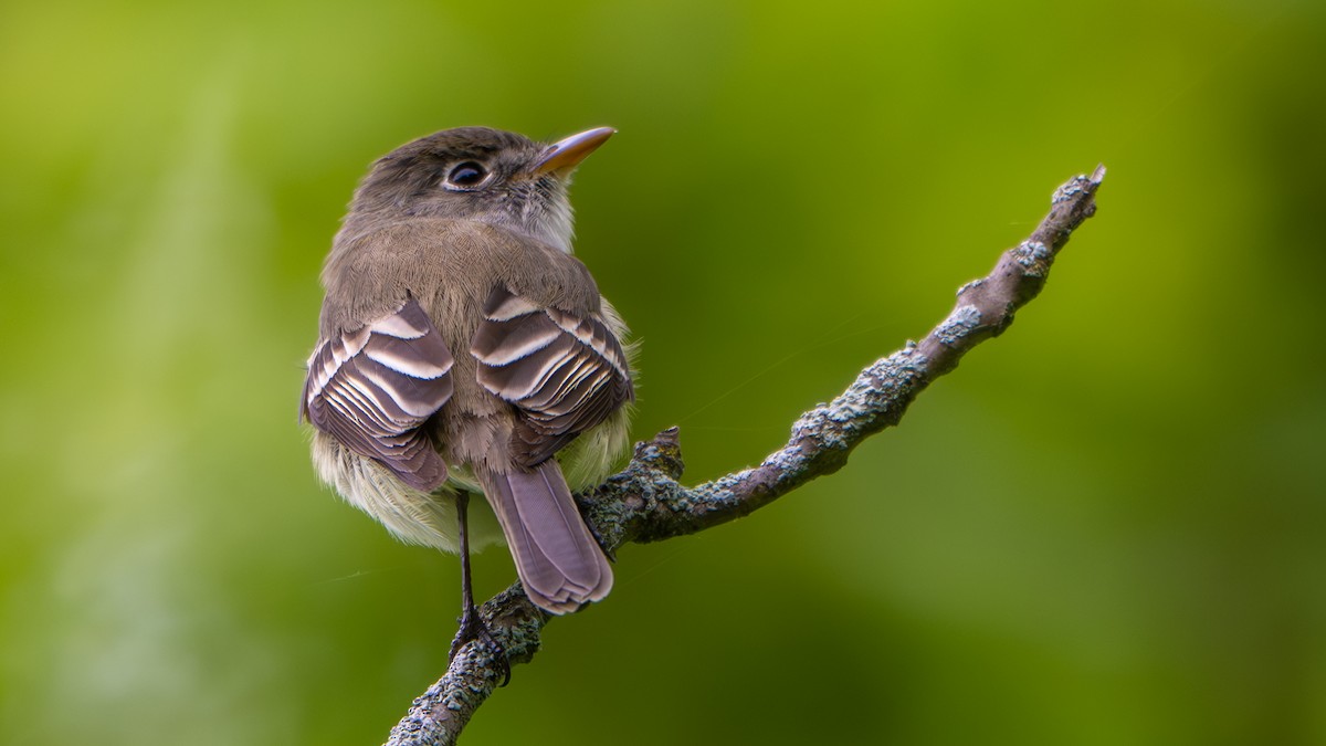 Least Flycatcher - ML636289195