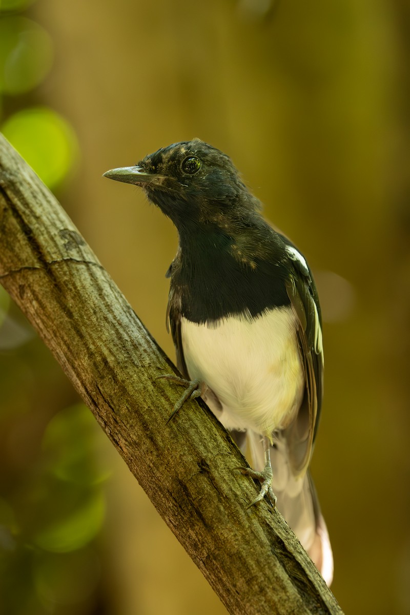 Madagascar Magpie-Robin - ML636289213