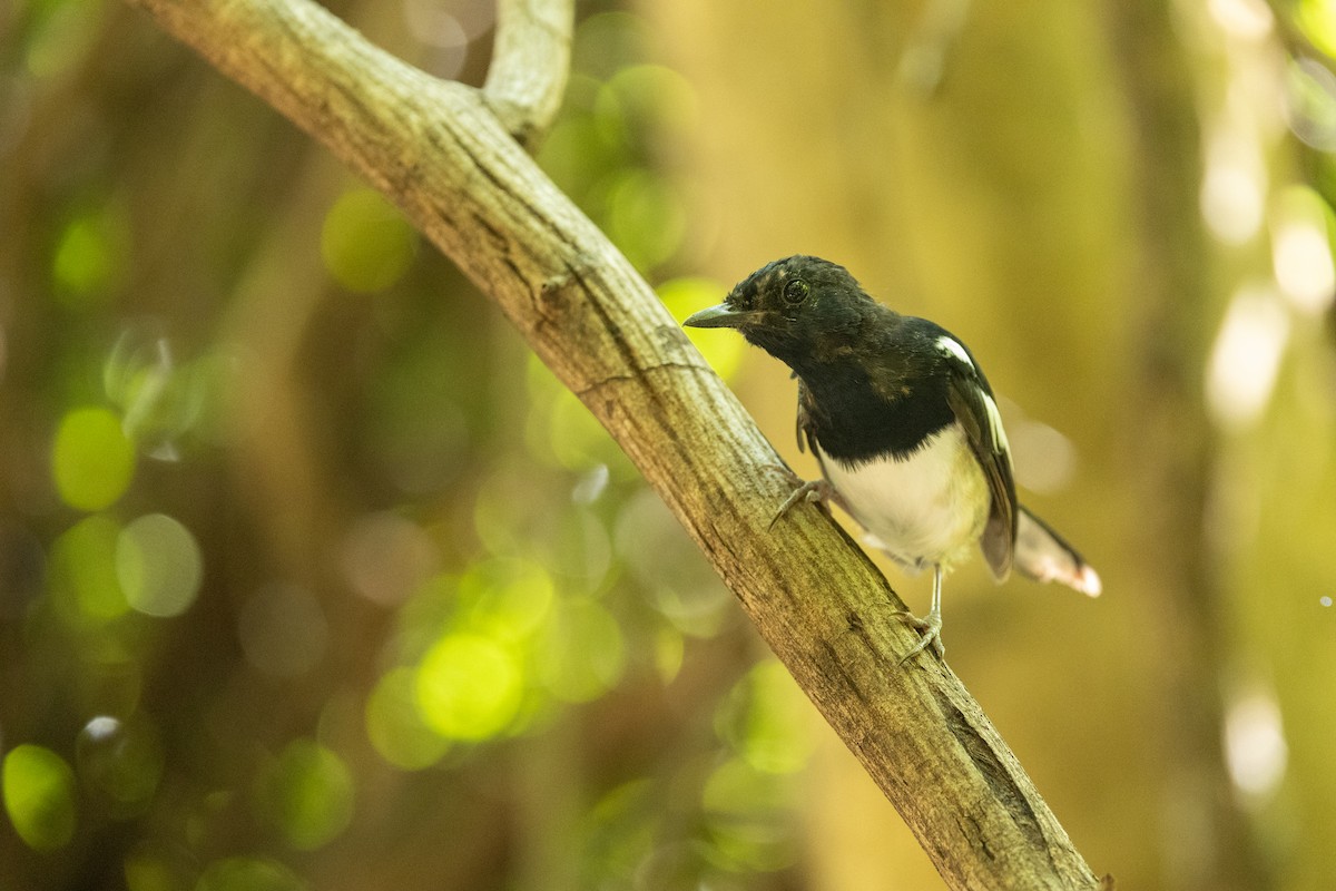 Madagascar Magpie-Robin - ML636289214