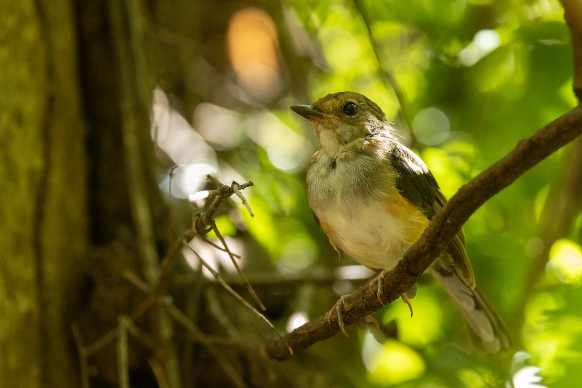 Madagascar Magpie-Robin - ML636289215