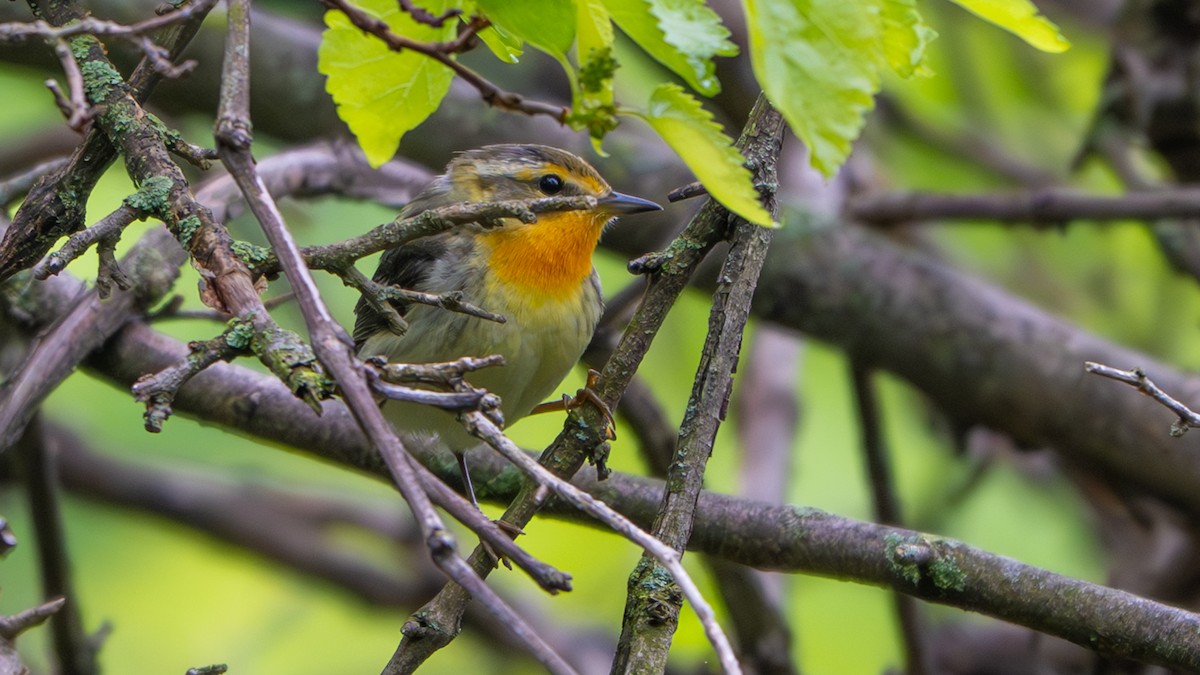 Blackburnian Warbler - ML636289231