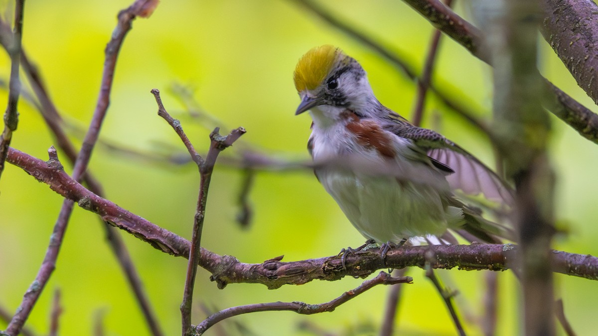 Chestnut-sided Warbler - ML636289257